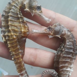 1 cặp cá ngựa khô size 13cm-14cm