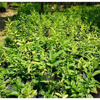 cây giống đàn hương ấn độ (cây siêu khỏe)