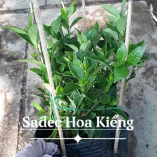 Cây 🌲 Nhành Nhành....lài thơm