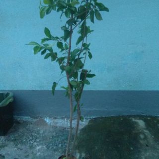 Cây sơ ri- chiều cao khoảng 1m (freeship)