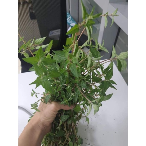 Cây bọ mắm (Cây dòi) 1kg  giúp cải thiện ho lâu mãn tính cực hay