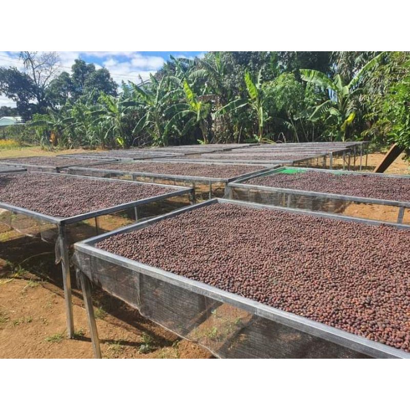 01 kg Cà phê hạt rang mộc Gia Lai dùng để pha máy (chọn lọc  từ 100% hạt cà phê nhân chín cây Robusta + Arabica)