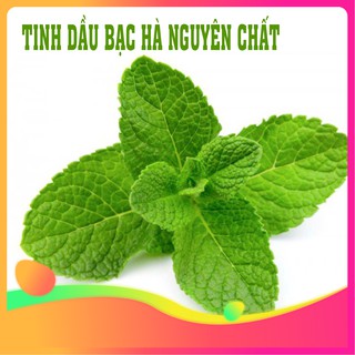 Tinh dầu bạc hà nguyên chất thiên nhiên