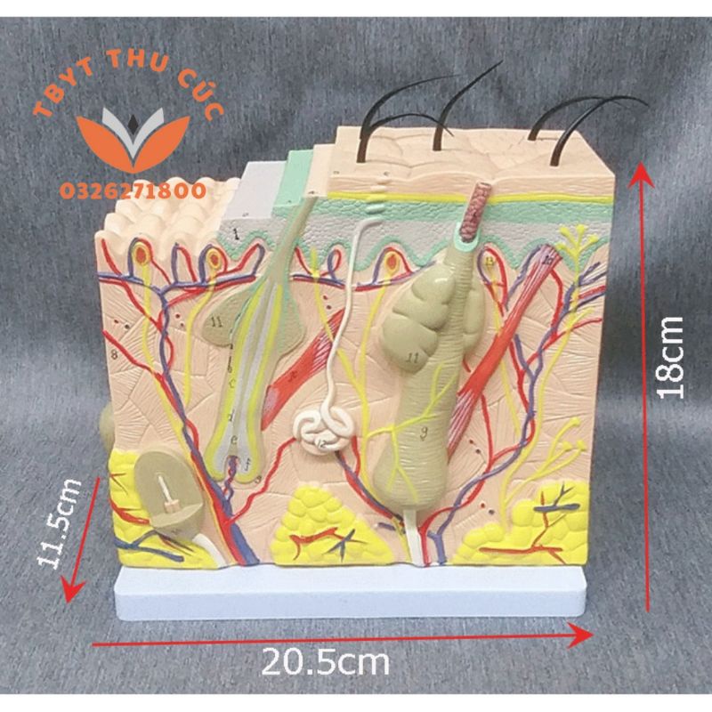 Mô hình da-Mô hình giải phẫu da 3D-có BẢN ĐỒ TIẾNG VIỆT