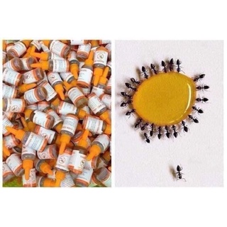 Thuốc diệt kiến gián