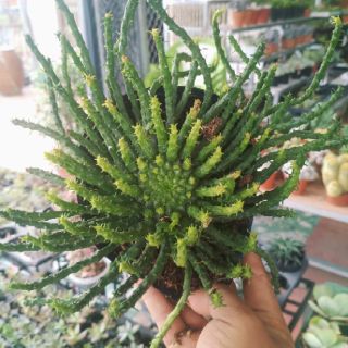 Sen đá bạch tuột size lớn