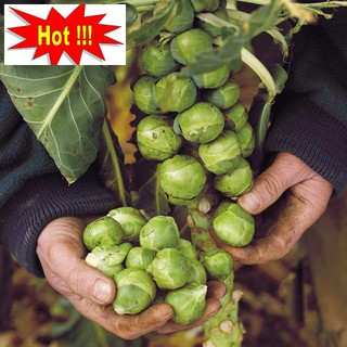 Hạt giống Bắp cải xanh tí hon