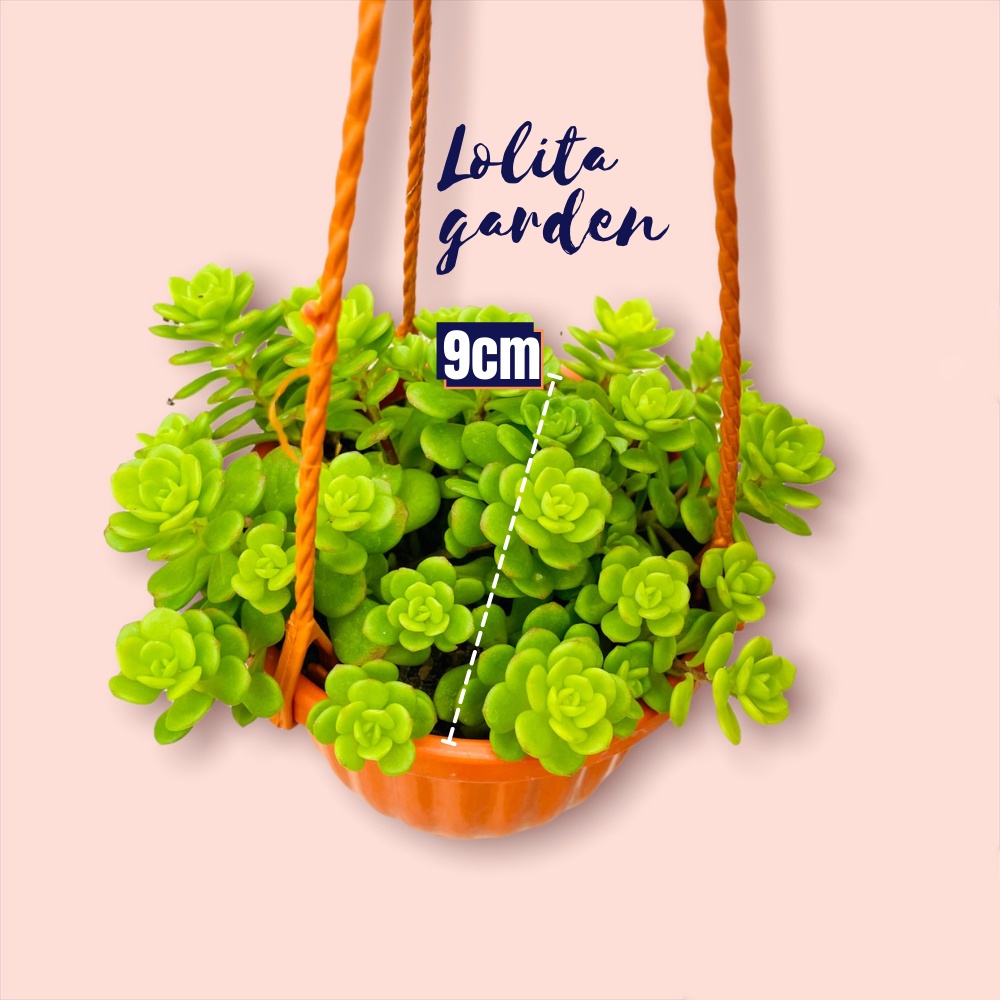Sen đá sedum hoa hồng xanh chậu treo Đà Lạt size 9cm cây cảnh trang trí nhà cửa Lolita garden