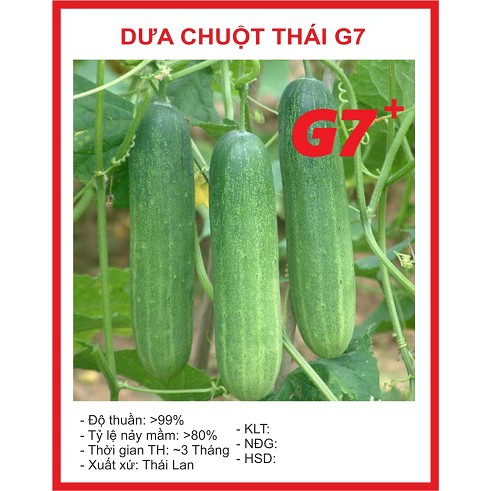 Hạt giống cây dưa chuột thái G7 siêu trái (rau)