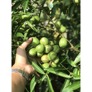 Giống cây Đào Indo ( Phaleria macrocarpa )