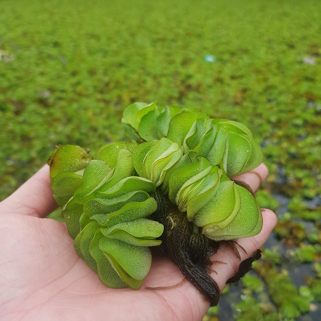 Bèo tai chuột - Bèo cho bể thủy sinh giúp làm trong nước và bổ dung vi sinh