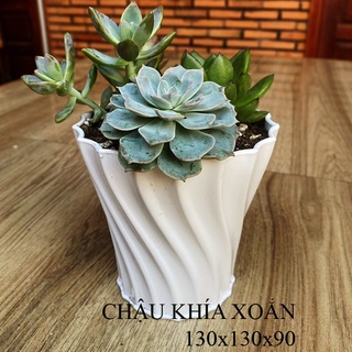CHẬU NHỰA SEN ĐÁ