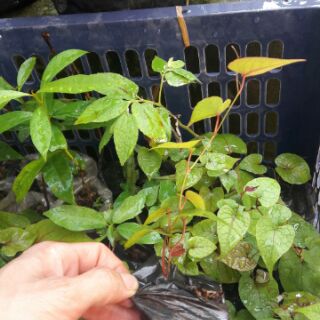 Cây giống hoa Tigon