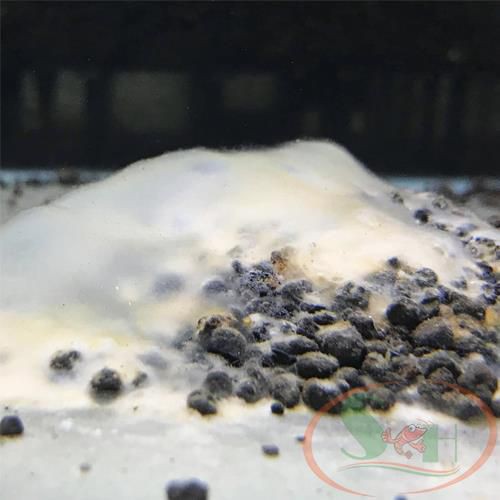 Vi Sinh Bột Min A-Q Bio 3 In 1 Setup Hồ