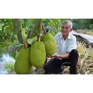CÂY GIỐNG MÍT RUỘT ĐỎ