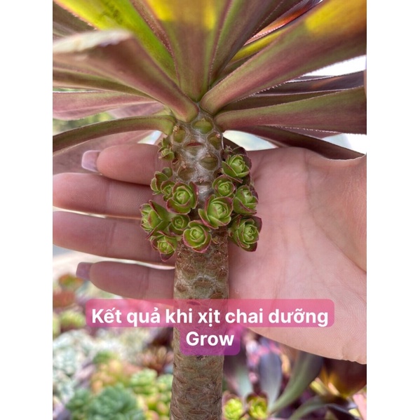 Dưỡng và chăm sóc sen đá Grow