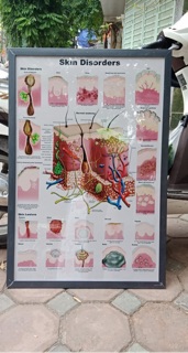 Tranh giải phẫu da 2d