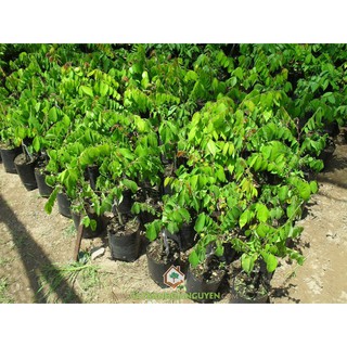 Cây khế chua, cây giống gửi đi nguyên bầu