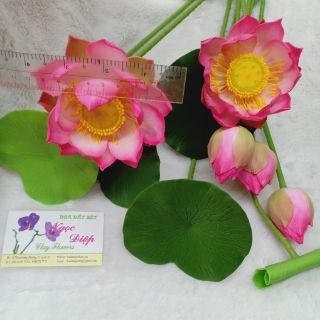 2C SEN NỞ ĐẤT SÉT ĐK 8-9CM (60CM)