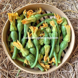 10 H - HẠT GIỐNG BÍ NỤ