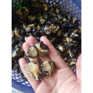 (SBFoods-CHUYÊN SỈ) Ruột ốc bươu làm sạch khay 500g