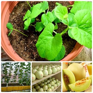 DƯA LÊ SIÊU NGỌT