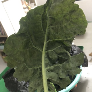 [Hạt giống Mỹ] - Cải Kale Tím