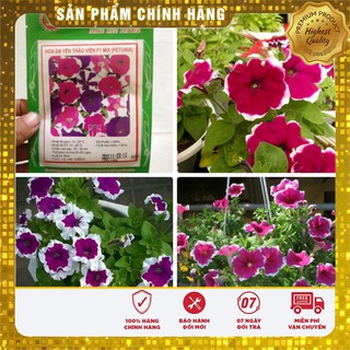 Hạt giống hoa dạ yến thảo viền F1