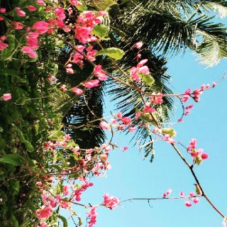 Hạt giống tigon/2 hạt