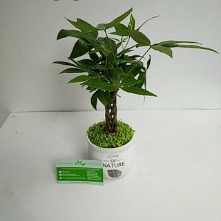 Cây Kim Ngân Xoắn