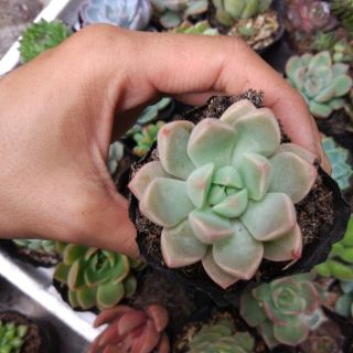 Sen đá hồng mới