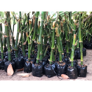 Cây Giống Măng Tre Bát Độ