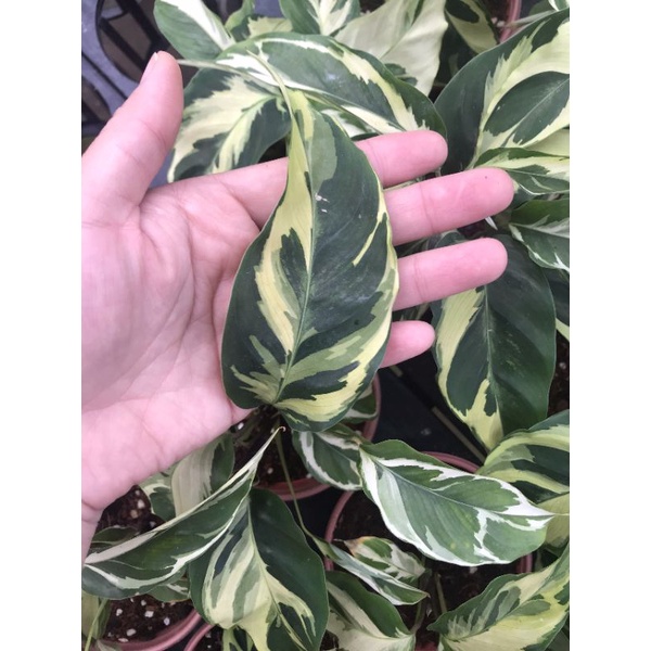 Calathea Yellow fusion - Đuôi công Thai Beauty, dòng đuôi công với những mảng var vàng đẹp mắt