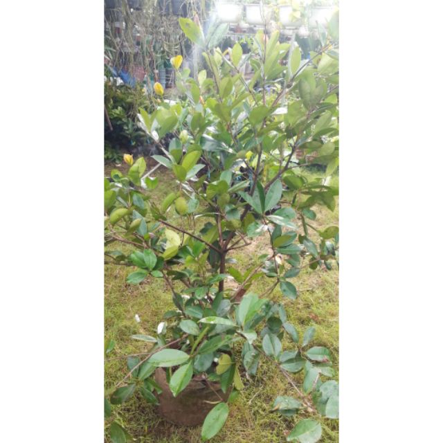 Cây cherry brazil khủng