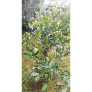 Cây cherry brazil khủng