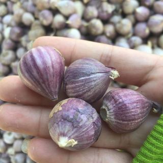 Tỏi 1 nhánh 500g
