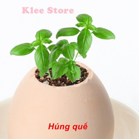 Cây xanh may mắn mọc từ vỏ trứng Eggling Egg | BigBuy360 - bigbuy360.vn