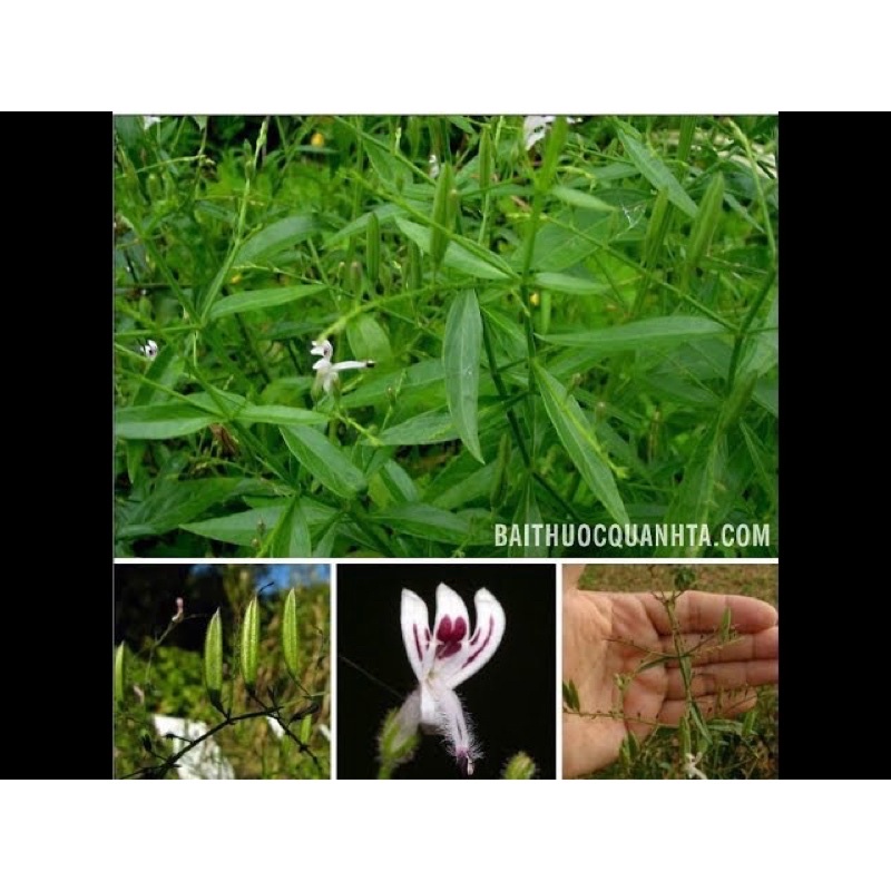 Hạt Giống Xuyên Tâm Liên - Gói 50 hạt