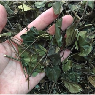 [SIÊU LỢI SỮA/GIẢM CÂN] 1Kg Chè Vằng Sẻ Sao Vàng Hạ Thổ