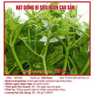 Hạt giống bí siêu ngọn cao sản