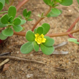 Bán buôn, bán lẻ - Gói 0,5 gram hạt giống rau sam - rau sâm đất xuất xứ Việt Nam tại thietbinhavuon_chất lượng.