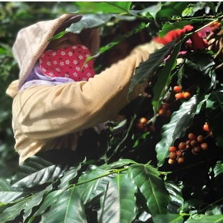 Cà phê Arabica Cold Brew 100% nguyên chất rang mộc