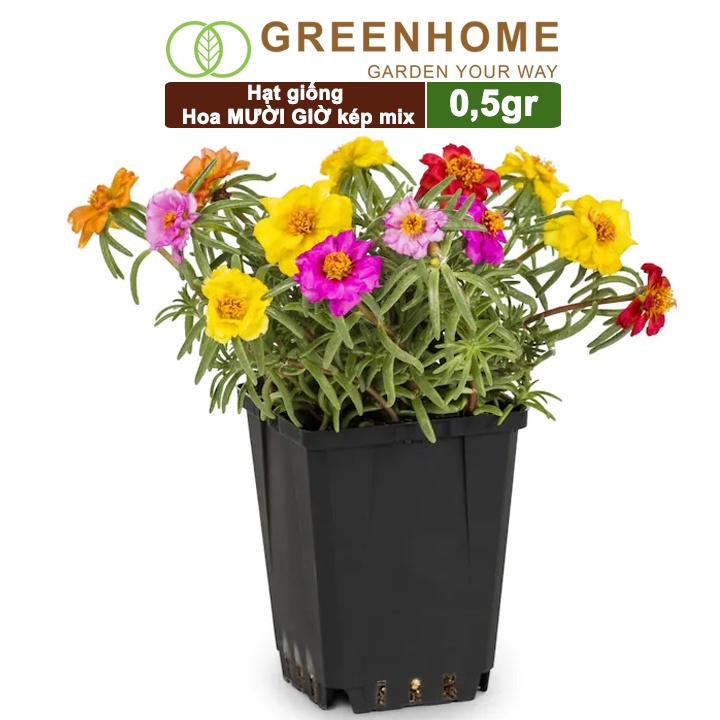 Hạt giống hoa mười giờ Greenhome, gói 0.5gr, bông to, cánh kép, nhiều màu, rất dễ trồng H08