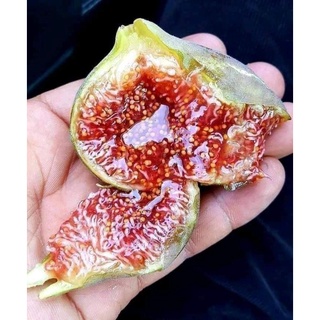 Giống Sung Mật Chảy