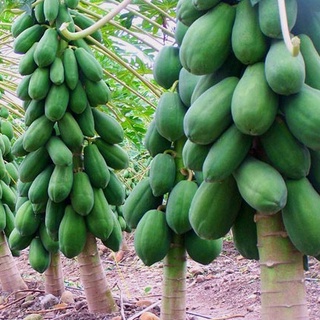 5h Hạt Giống Đu Đủ Lùn Thái Lan Siêu Trái, Năng Suất Cao