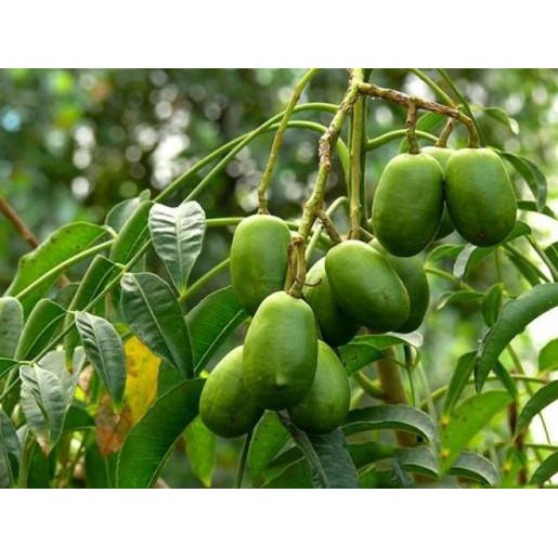 TẶNG 1 GÓI P.BÓN_COMBO 5 CÂY GIỐNG CÓC THÁI 145K