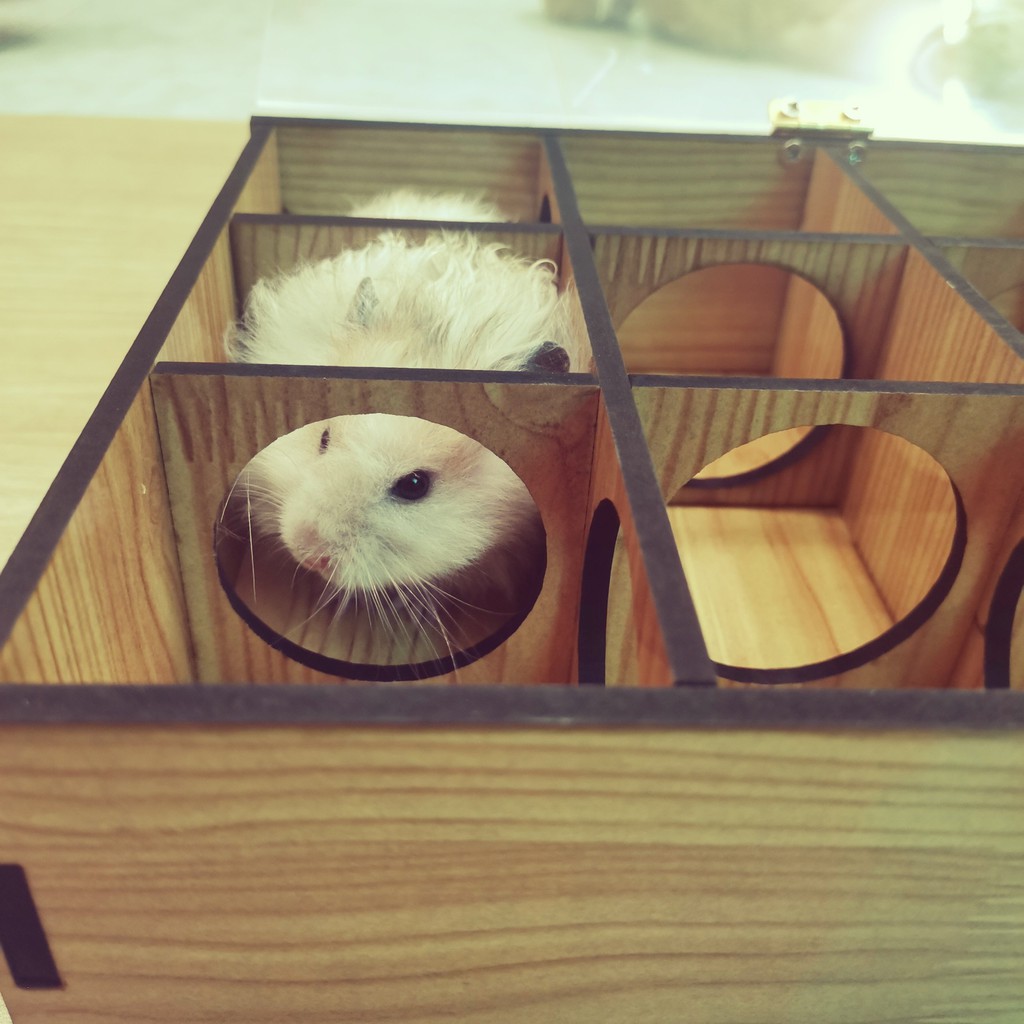 Mê cung gỗ lắp ráp cho hamster