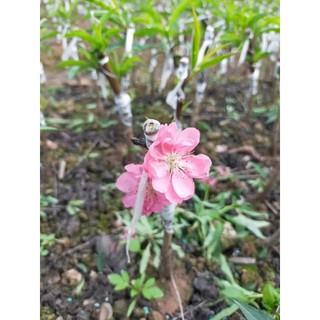 Đào Bích,phai kép giống