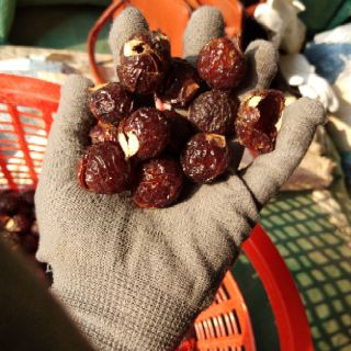 💥💥Bồ hòn Tây nguyên