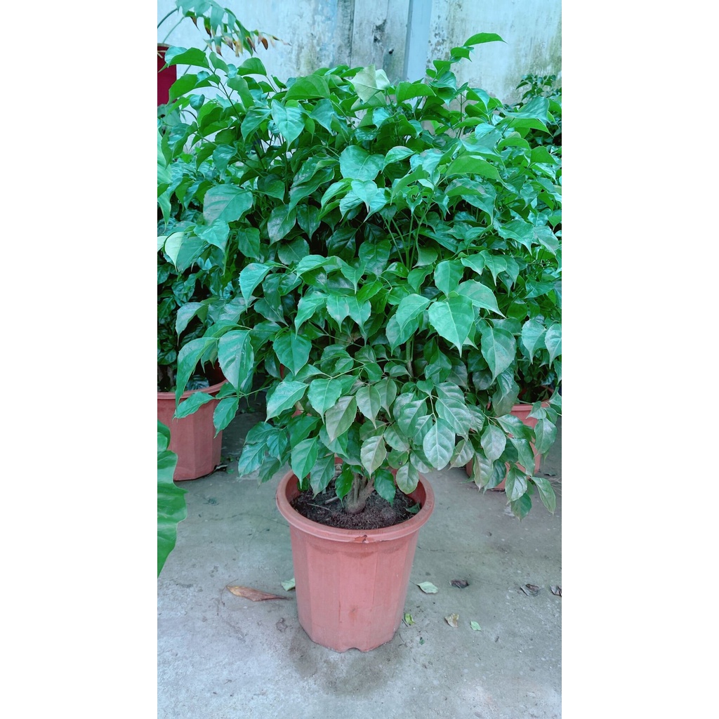 Cây Hạnh Phúc Lớn